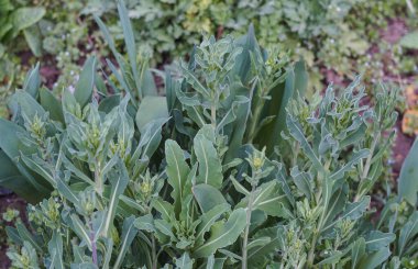             İlkbaharda tümörün büyüme tomurcukları açılır.