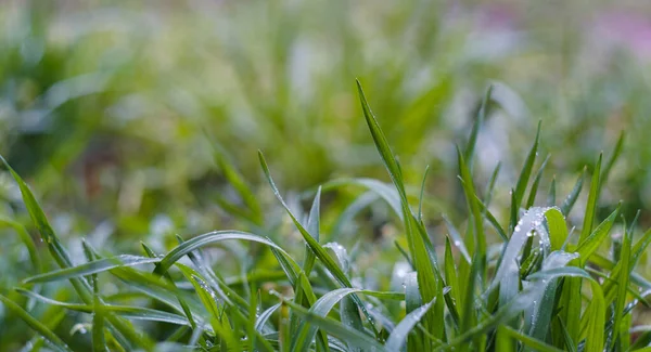 stock image                                There are water drops on the grass leaves