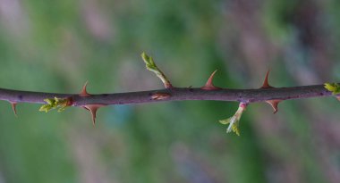                  Bir gülün dalında dikenler vardır.