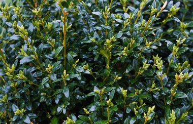                                Yağmurda tomurcuksuz bir dal bırakıldı