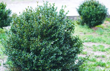           Ağacın tomurcukları açılıyor.