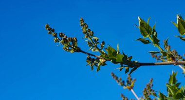                                Siren ağacının tomurcukları açılıyor.