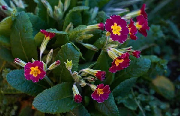 Flores Rojas Pequeñas Florecen Maravillosamente —  Fotos de Stock