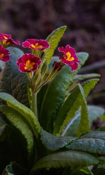 Små Röda Blommor Blommar Vackert — Stockfoto