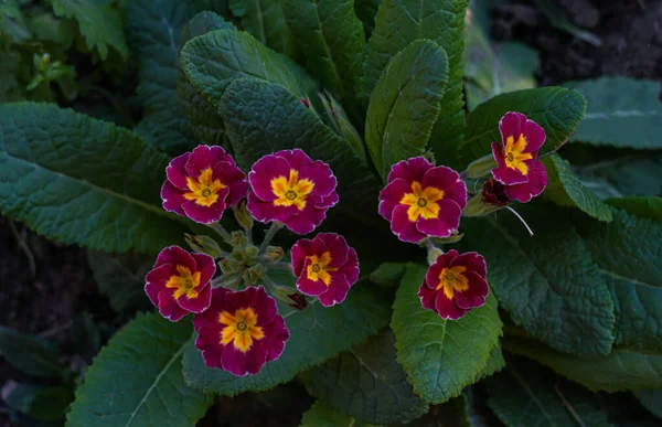 Маленькі Червоні Квіти Красиво Цвітуть — стокове фото
