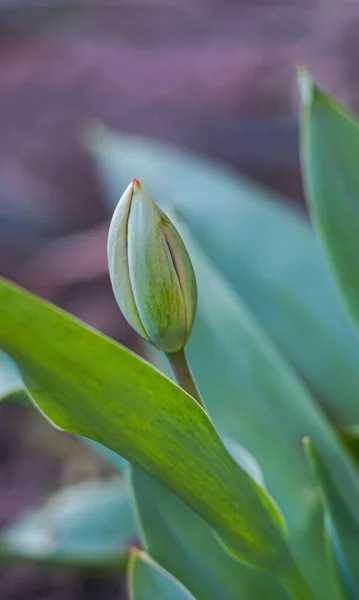 Unopened Tulip Buds Open — Photo