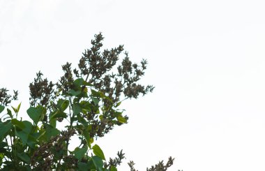                                   Siren ağacı açılmamış tomurcuklarını açmak üzere.