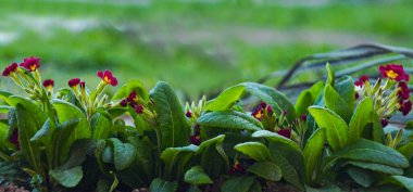                                Küçük kırmızı çiçekler baharda açar.