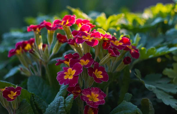 Florecen Pequeñas Flores Rojas Primavera —  Fotos de Stock