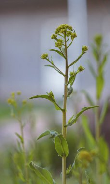                                küçük sarı çiçekler açar bahar