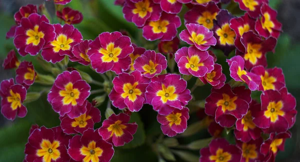 Florecen Pequeñas Flores Rojas Primavera —  Fotos de Stock
