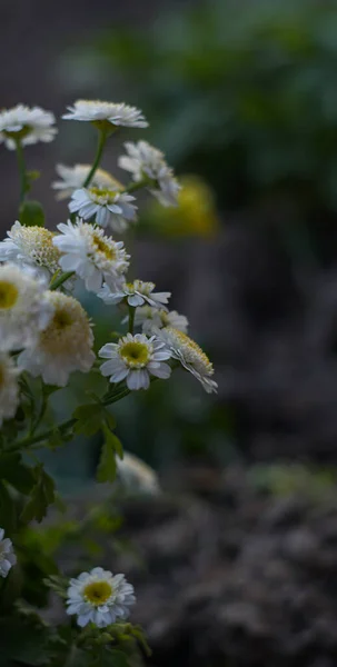 小白花在春天盛开 — 图库照片