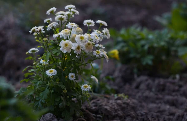 stock image                                small white flowers bloom in spring