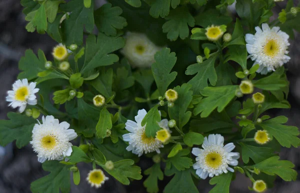 Malé Bílé Květy Kvetou Jaře — Stock fotografie