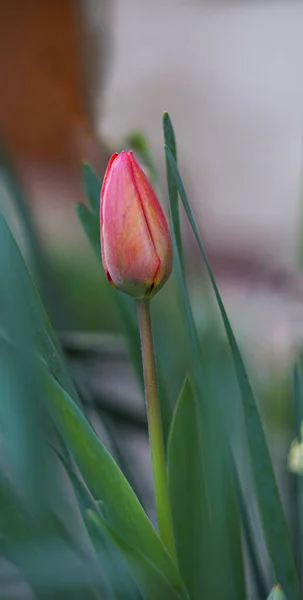 Unopened Tulip Buds Open — Stock Photo, Image