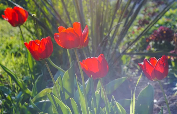 Tulipes Rouges Fleurissant Printemps — Photo