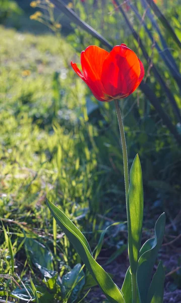 Tulipes Rouges Fleurissant Printemps — Photo