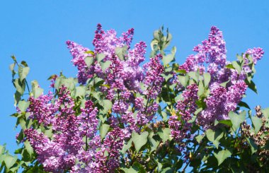                                Siren ağacı çiçekleri baharda açar.