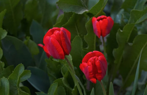 Baharda Çiçek Açan Kırmızı Lale — Stok fotoğraf