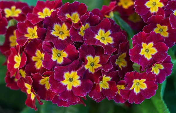 Små Röda Blommor Blommar Trädgården — Stockfoto