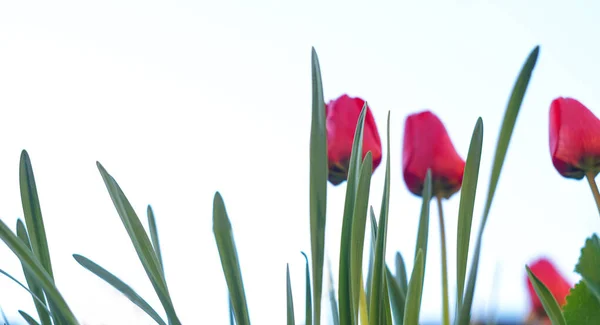 Bourgeons Tulipes Rouges Non Ouverts Sur Point Ouvrir — Photo
