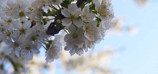 Cherry Tree Blooms Spring — Stock Photo, Image