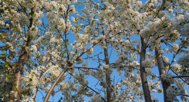                                Kiraz ağacı baharda çiçek açar.