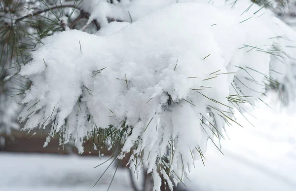Agulhas Abeto Cobertas Neve Inverno — Fotografia de Stock
