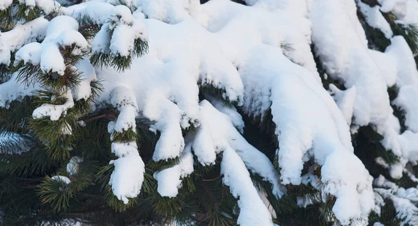 Árvores Cobertas Neve Espessa — Fotografia de Stock