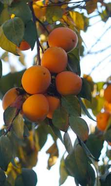                                Meyveleri sararmış, salkımlı hurma ağaçları arasındadırlar.