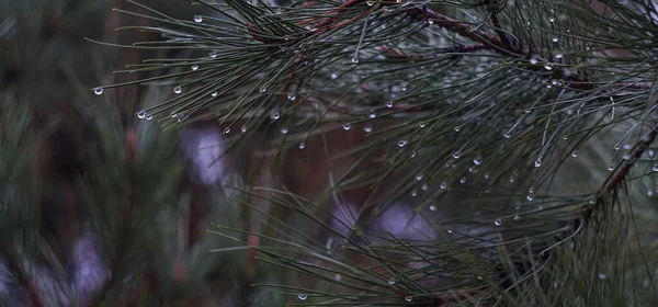 water drops on fir needles