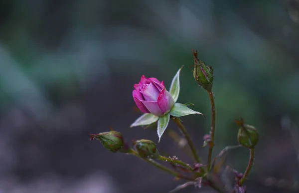 Een Kleine Roze Roos Bloeit — Stockfoto