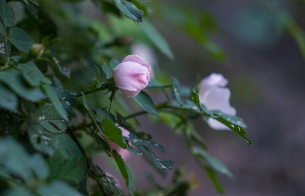 Uma Pequena Rosa Está Florescendo — Fotografia de Stock