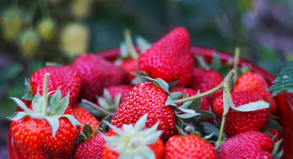 Strawberries Field Ripening — Stock Photo, Image