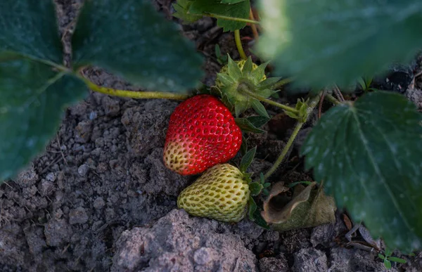 Φράουλες Και Φρούτα Ωριμάζουν Στον Αγρό — Φωτογραφία Αρχείου