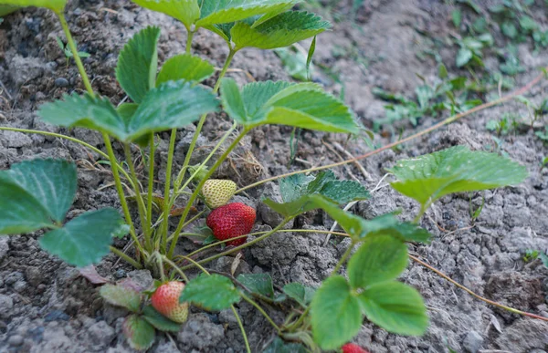 딸기가 스톡 사진