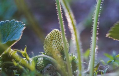                                Tarlada yetişen olgunlaşmamış yeşil çilek