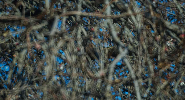 stock image                                tree branches bokeh photo