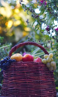                                Sepette üzüm ve çeşitli meyveler bulunmaktadır.