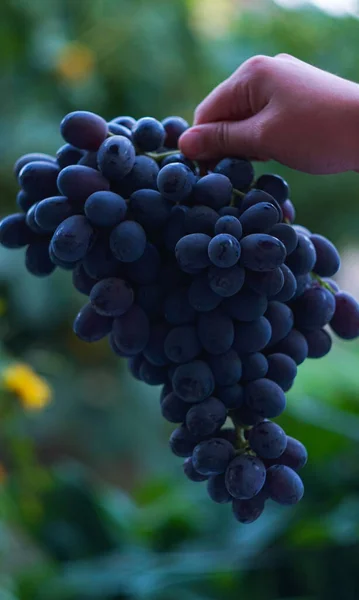 Девушки Руке Большой Чёрный Виноград — стоковое фото