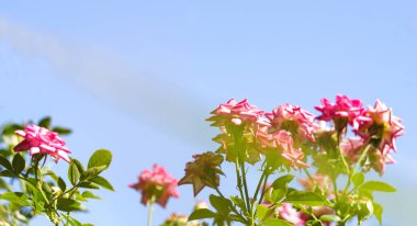                                Pembe - küçük bir gül açıyor