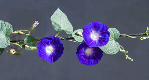 Bluebell Květiny Otevřely — Stock fotografie