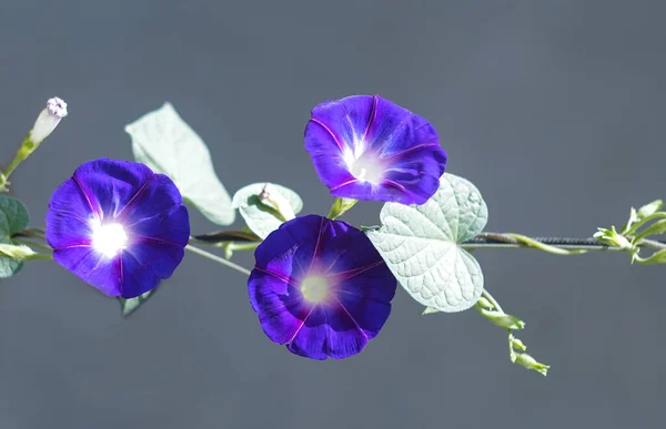 Bluebell Virágok Nyíltak — Stock Fotó