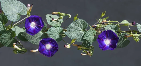 Blå Klocka Blommor Har Öppnat — Stockfoto