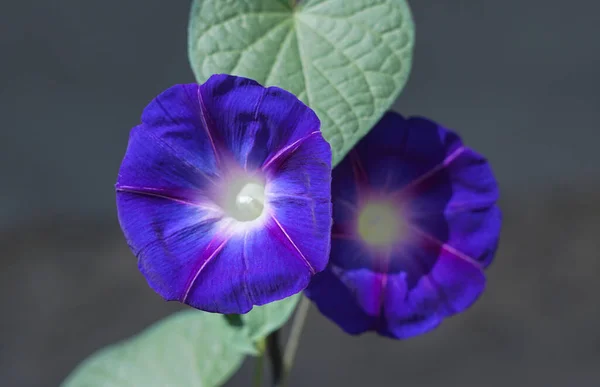 Bluebell Virágok Nyíltak — Stock Fotó