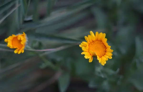 Sárga Virágok Nyílnak Mezőn — Stock Fotó