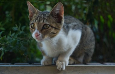                                Büyük gri bir kedi bir şeye bakıyor.