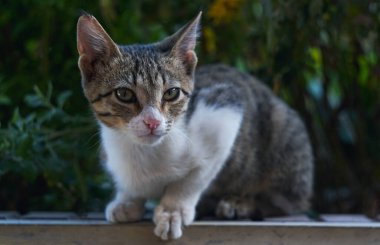                               Büyük gri bir kedi bir şeye bakıyor.