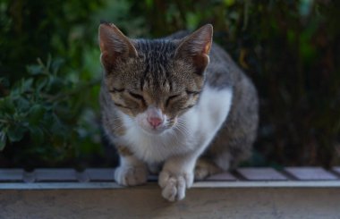                                  Büyük gri bir kedi bir şeye bakıyor.