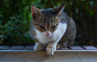                                 Büyük gri bir kedi bir şeye bakıyor.